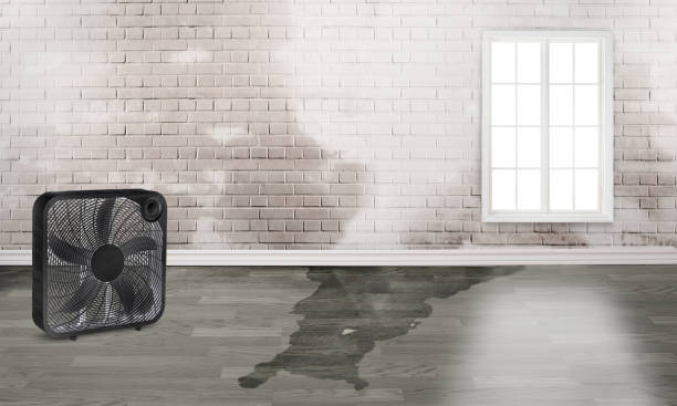 Best Water damage restoration near me  in Panora, IA